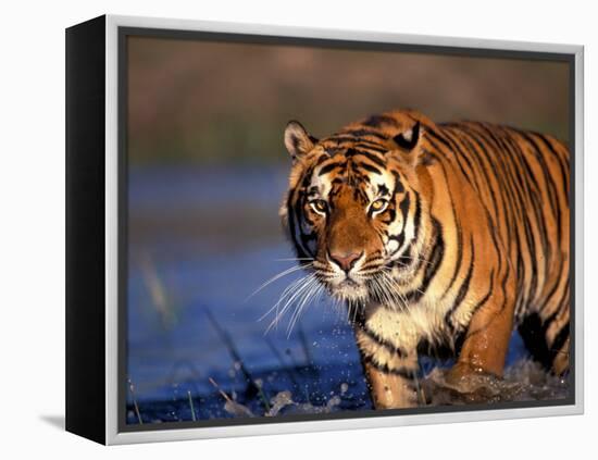 Bengal Tiger, India-Stuart Westmoreland-Framed Premier Image Canvas