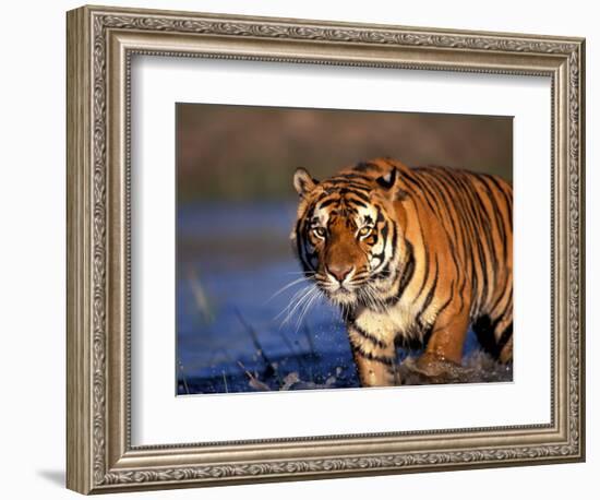 Bengal Tiger, India-Stuart Westmoreland-Framed Photographic Print