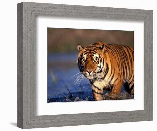 Bengal Tiger, India-Stuart Westmoreland-Framed Photographic Print