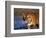 Bengal Tiger, India-Stuart Westmoreland-Framed Photographic Print