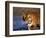 Bengal Tiger, India-Stuart Westmoreland-Framed Photographic Print