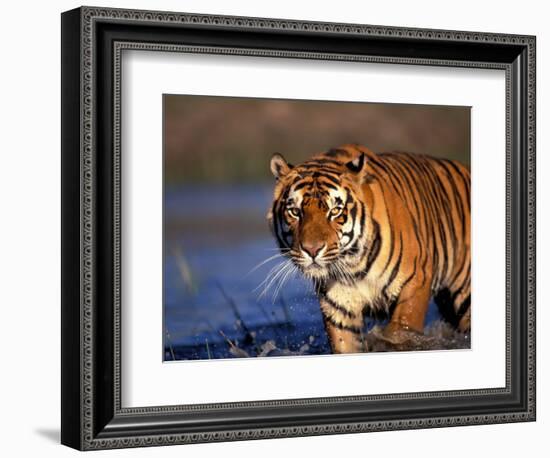 Bengal Tiger, India-Stuart Westmoreland-Framed Photographic Print