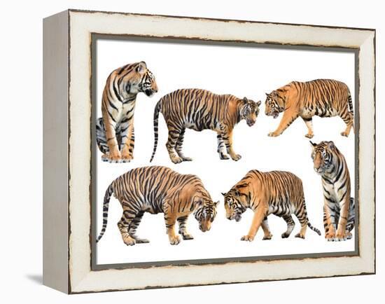 Bengal Tiger Isolated Collection-Anan Kaewkhammul-Framed Premier Image Canvas