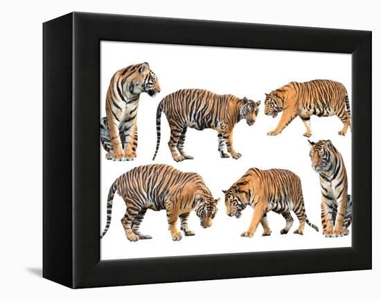 Bengal Tiger Isolated Collection-Anan Kaewkhammul-Framed Premier Image Canvas