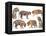 Bengal Tiger Isolated Collection-Anan Kaewkhammul-Framed Premier Image Canvas