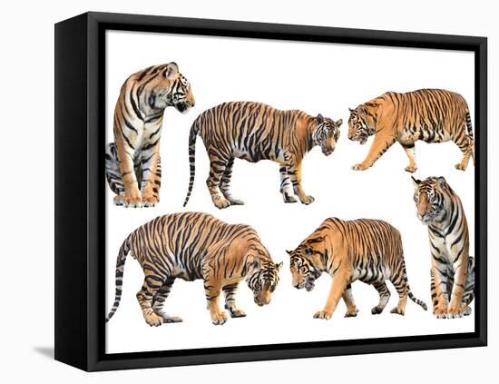 Bengal Tiger Isolated Collection-Anan Kaewkhammul-Framed Premier Image Canvas