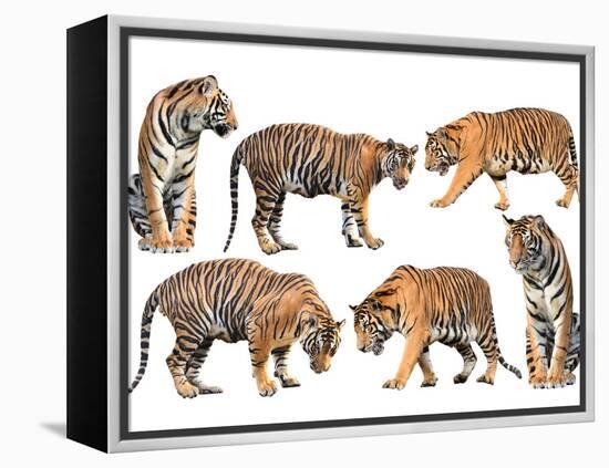 Bengal Tiger Isolated Collection-Anan Kaewkhammul-Framed Premier Image Canvas