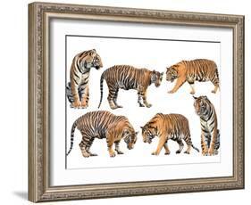 Bengal Tiger Isolated Collection-Anan Kaewkhammul-Framed Photographic Print