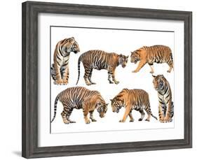 Bengal Tiger Isolated Collection-Anan Kaewkhammul-Framed Photographic Print