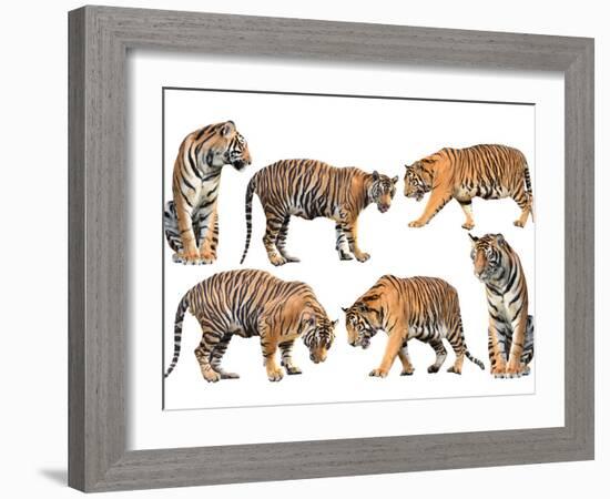 Bengal Tiger Isolated Collection-Anan Kaewkhammul-Framed Photographic Print