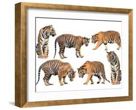 Bengal Tiger Isolated Collection-Anan Kaewkhammul-Framed Photographic Print
