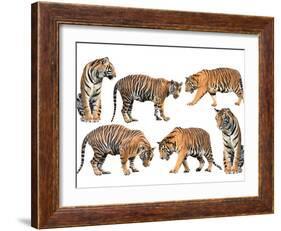 Bengal Tiger Isolated Collection-Anan Kaewkhammul-Framed Photographic Print
