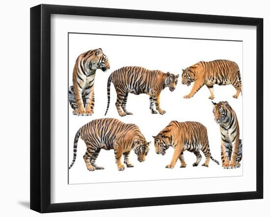 Bengal Tiger Isolated Collection-Anan Kaewkhammul-Framed Photographic Print