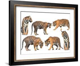Bengal Tiger Isolated Collection-Anan Kaewkhammul-Framed Photographic Print