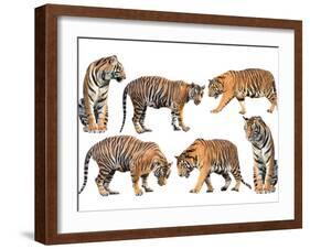 Bengal Tiger Isolated Collection-Anan Kaewkhammul-Framed Photographic Print