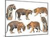 Bengal Tiger Isolated Collection-Anan Kaewkhammul-Mounted Photographic Print