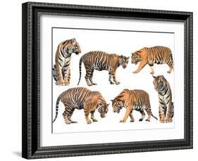 Bengal Tiger Isolated Collection-Anan Kaewkhammul-Framed Photographic Print