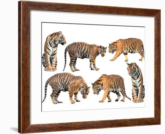 Bengal Tiger Isolated Collection-Anan Kaewkhammul-Framed Photographic Print