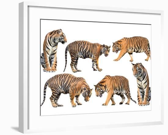 Bengal Tiger Isolated Collection-Anan Kaewkhammul-Framed Photographic Print