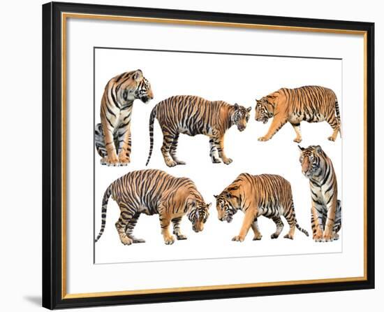 Bengal Tiger Isolated Collection-Anan Kaewkhammul-Framed Photographic Print