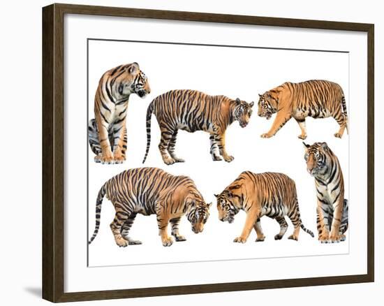 Bengal Tiger Isolated Collection-Anan Kaewkhammul-Framed Photographic Print