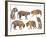 Bengal Tiger Isolated Collection-Anan Kaewkhammul-Framed Photographic Print