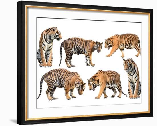 Bengal Tiger Isolated Collection-Anan Kaewkhammul-Framed Photographic Print