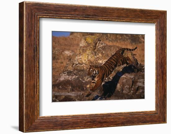 Bengal Tiger Jumping from Boulder-DLILLC-Framed Photographic Print