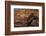 Bengal Tiger Jumping from Boulder-DLILLC-Framed Photographic Print