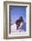 Bengal Tiger Jumping from Snowdrift-DLILLC-Framed Photographic Print