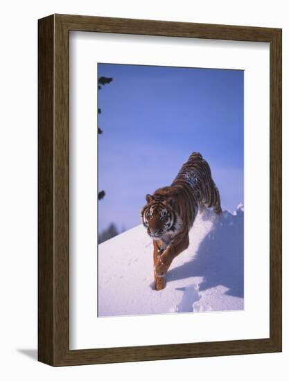 Bengal Tiger Jumping from Snowdrift-DLILLC-Framed Photographic Print