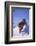 Bengal Tiger Jumping from Snowdrift-DLILLC-Framed Photographic Print