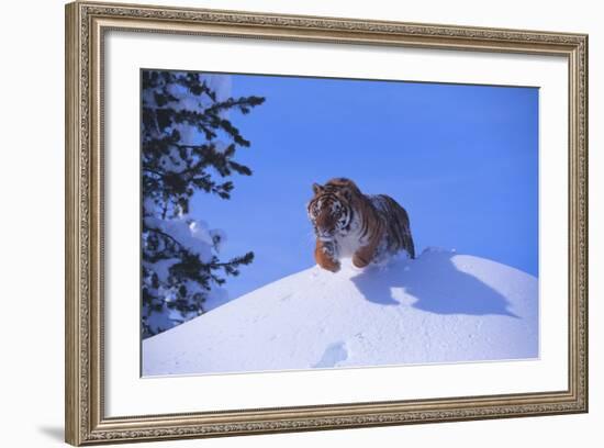 Bengal Tiger Jumping from Snowdrift-DLILLC-Framed Photographic Print