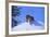 Bengal Tiger Jumping from Snowdrift-DLILLC-Framed Photographic Print