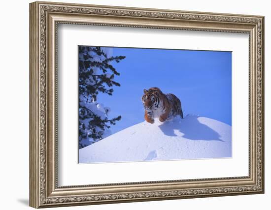 Bengal Tiger Jumping from Snowdrift-DLILLC-Framed Photographic Print