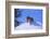 Bengal Tiger Jumping from Snowdrift-DLILLC-Framed Photographic Print