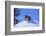 Bengal Tiger Jumping from Snowdrift-DLILLC-Framed Photographic Print