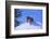 Bengal Tiger Jumping from Snowdrift-DLILLC-Framed Photographic Print