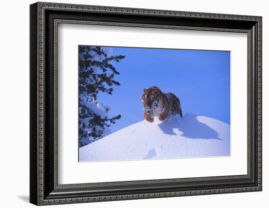 Bengal Tiger Jumping from Snowdrift-DLILLC-Framed Photographic Print