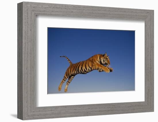 Bengal Tiger Jumping-DLILLC-Framed Photographic Print