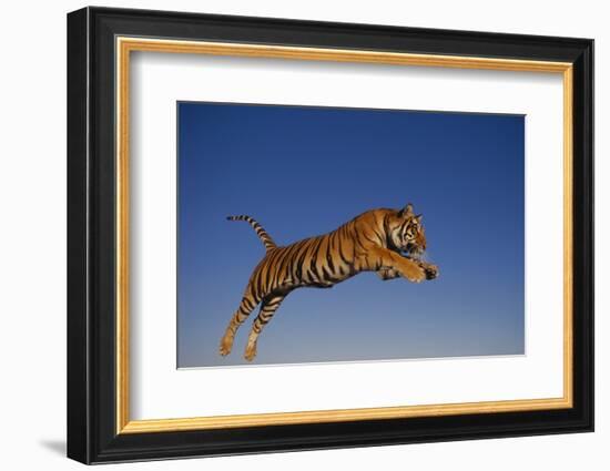 Bengal Tiger Jumping-DLILLC-Framed Photographic Print