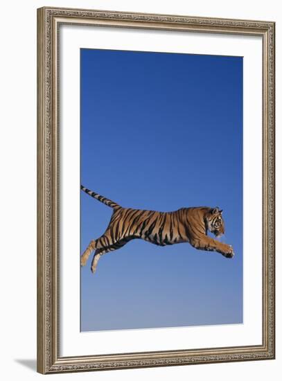 Bengal Tiger Jumping-DLILLC-Framed Photographic Print