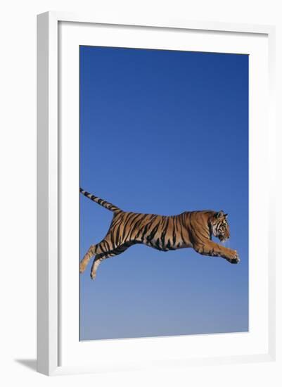 Bengal Tiger Jumping-DLILLC-Framed Photographic Print