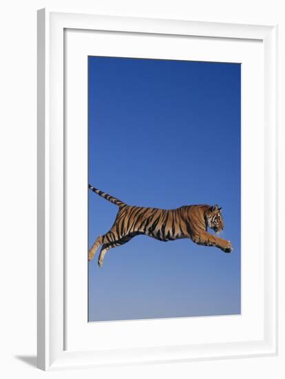 Bengal Tiger Jumping-DLILLC-Framed Photographic Print