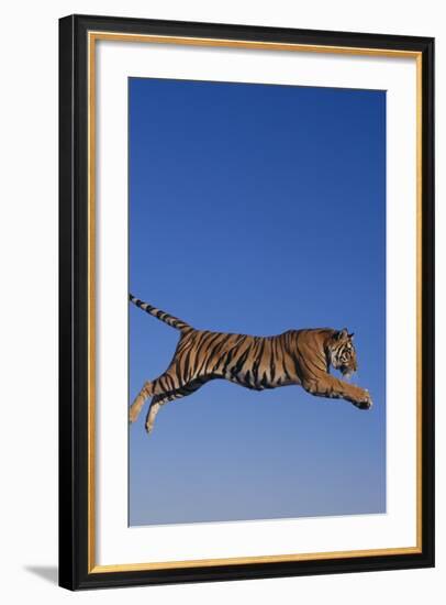 Bengal Tiger Jumping-DLILLC-Framed Photographic Print