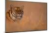 Bengal Tiger Lying in Field-DLILLC-Mounted Photographic Print