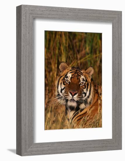Bengal Tiger Lying in Grass-DLILLC-Framed Photographic Print