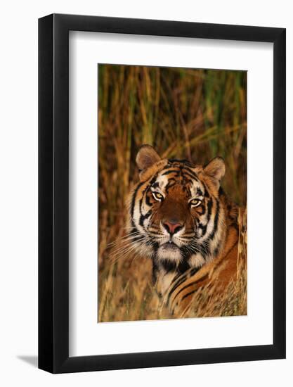 Bengal Tiger Lying in Grass-DLILLC-Framed Photographic Print