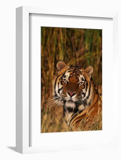 Bengal Tiger Lying in Grass-DLILLC-Framed Photographic Print
