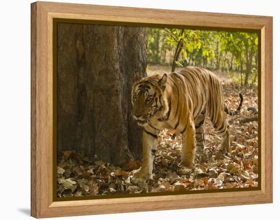 Bengal Tiger, Madhya Pradesh, Bandhavgarh National Park, India-Joe & Mary Ann McDonald-Framed Premier Image Canvas